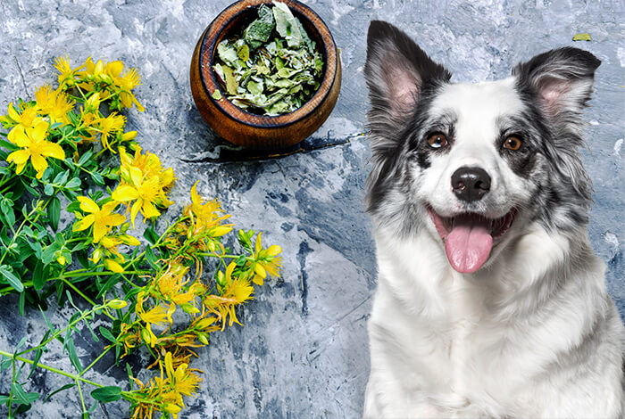 Is Green Tea Extract Bad for Dogs