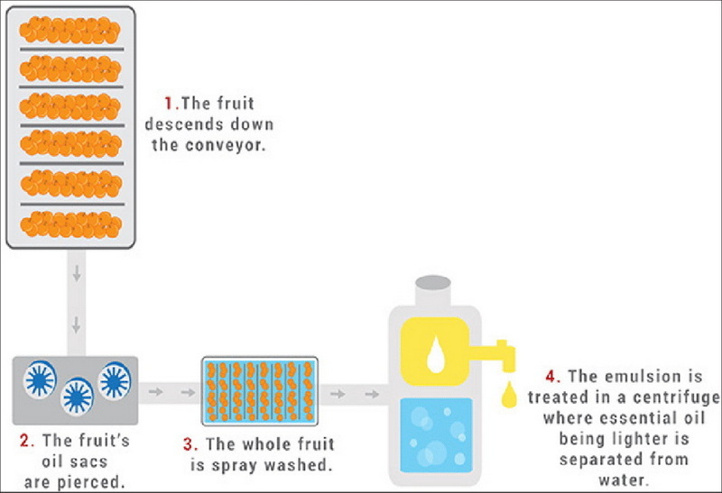 How To Extract Cold Press Oil From Green Tea Bags?