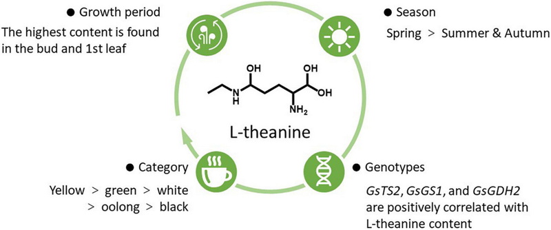 How Does Green Tea L-Theanine 60% Compare To GABA for Relaxation?