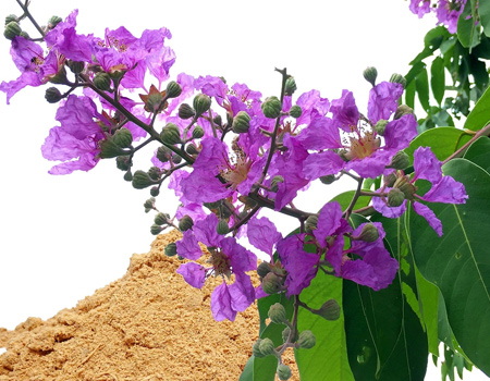 What Makes Corosolic Acid in Banaba Leaf Extract So Powerful for Metabolism?