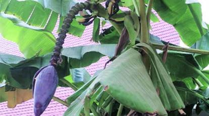 How Does Banaba Leaf Extract Affect Digestive Health