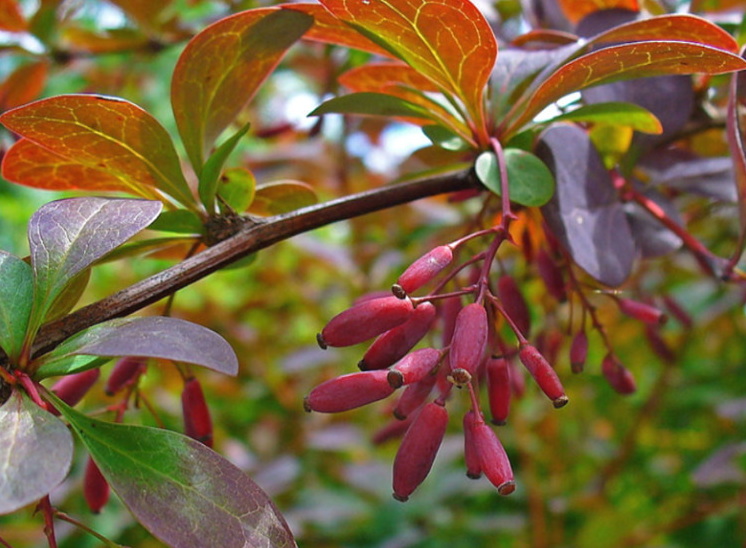 What Are The Top Reasons To Choose Banaba Leaf Extract for Dietary Supplements?