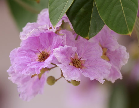 What Are The Top 5 Benefits of Using Banaba Leaf Extract?