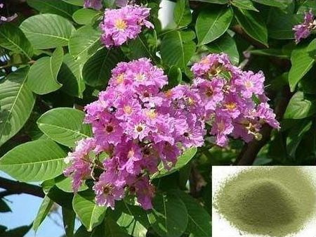 What Are The Benefits of Private Label Banaba Leaf Extract