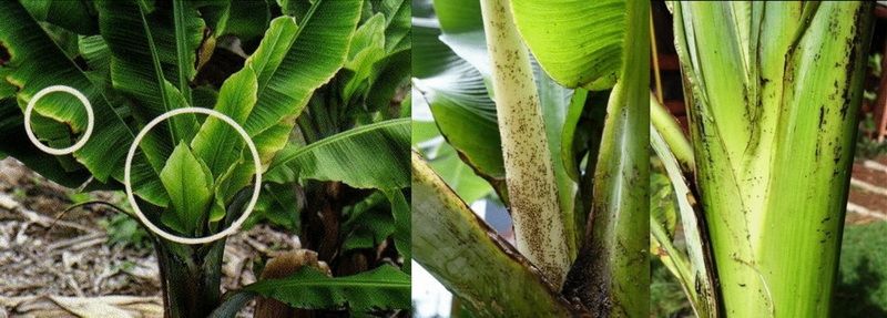 What Does Scientific Evidence Reveal About Banaba Leaf Extract?