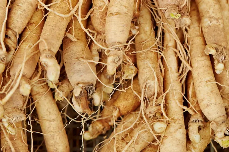 Siberian Ginseng Extract