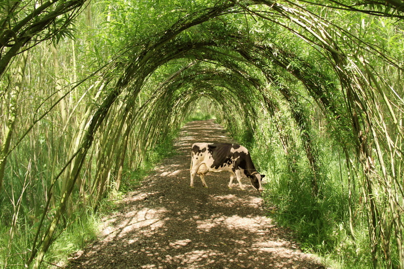 Top Natural Feed Additives Manufacturers and Suppliers in Edmonton