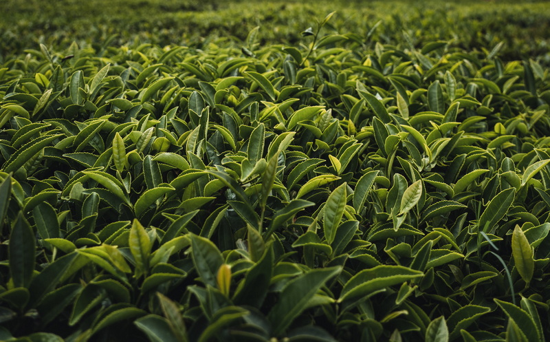 Top Green Tea Extracts Manufacturers in Japan