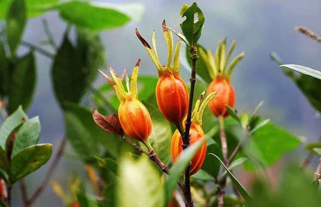 Gardenia Extract