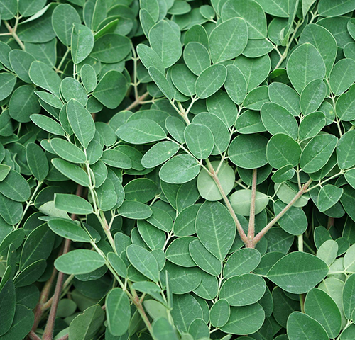 Top 10 Moringa Leaf Extract Manufacturer in China