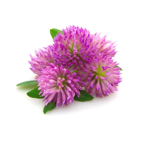 Red Clover Extract Isoflavones