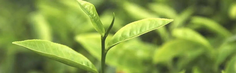 Apply Green Tea Extract To Genital Warts_1