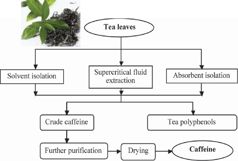 How To Extract Caffeine From Green Tea_1
