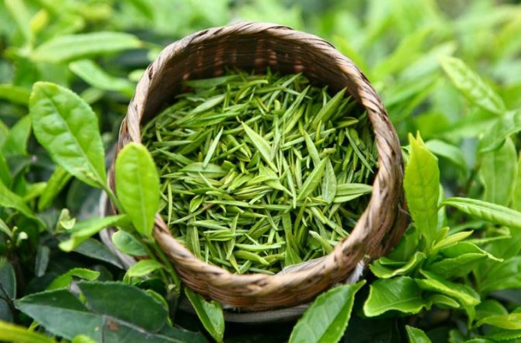 green tea extract_7