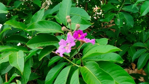 What Are The Key Ingredients in Swanson Banaba Leaf Extract?