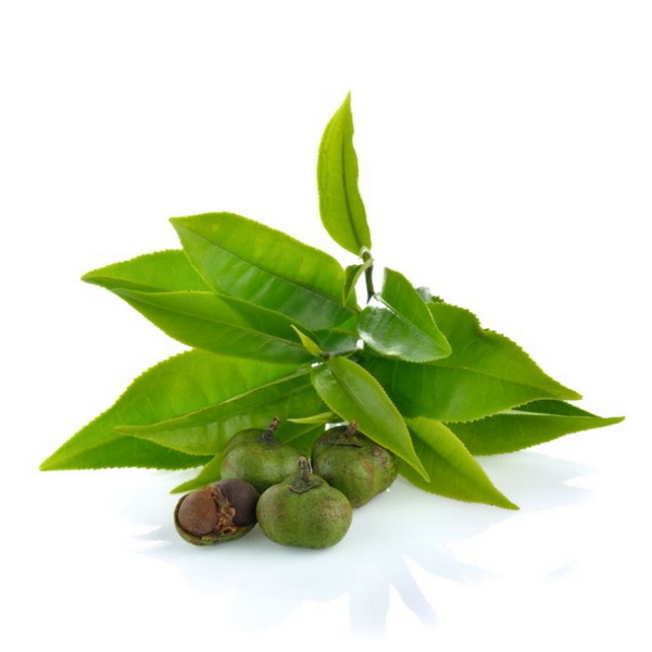 Green Tea Seed 