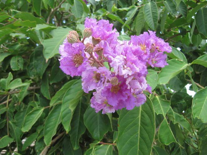 How Does Banaba Leaf Extract Supplement Support Blood Sugar Control