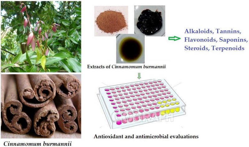 Does Cinnamon Bark Oil Extract Have Antioxidant Properties?
