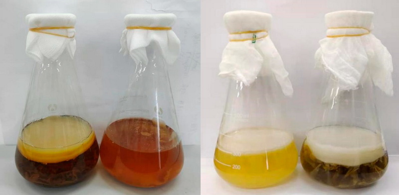 Will Green Tea Extract Increase Brewers Yeast Growth