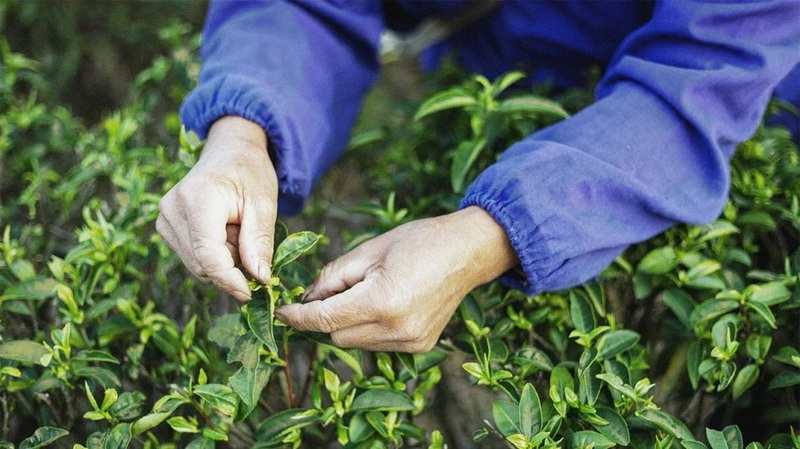 Green Tea Extract 