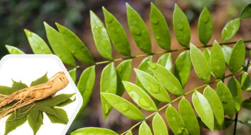 How Does Tongkat Ali Extract Impact Cognitive Function