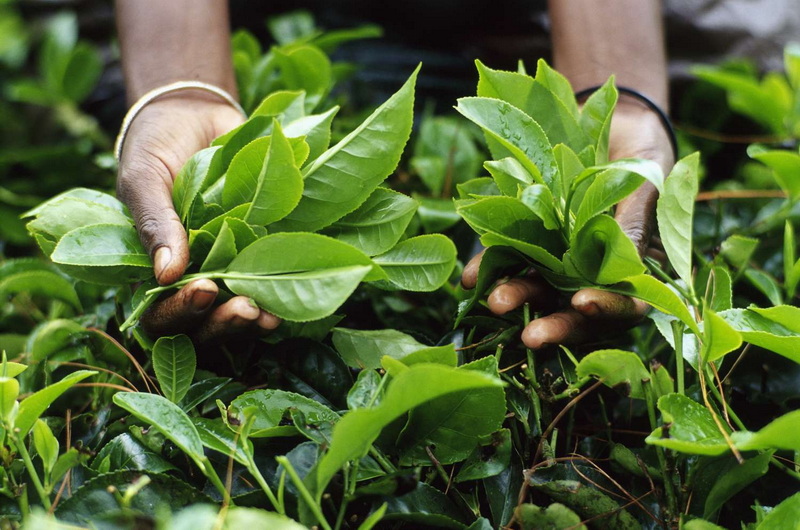 Is Green Tea L-Theanine 60% Better Than Kava for Stress Relief