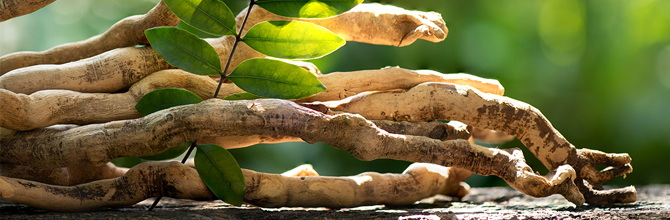 How Does Tongkat Ali Extract Support Overall Wellness