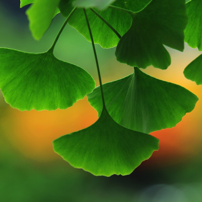 Ginkgo Biloba Extract