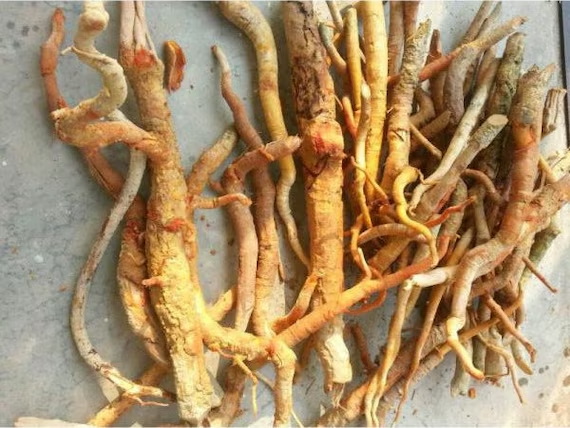 Top Tongkat Ali Extracts Manufacturers in Portugal