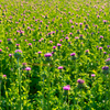Milk Thistle Extract