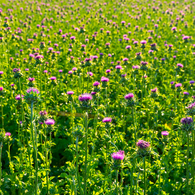 Milk Thistle Extract