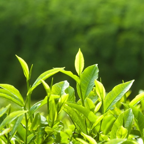 Green Tea L-Theanine 20%
