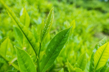 Green Tea L-Theanine 60%1