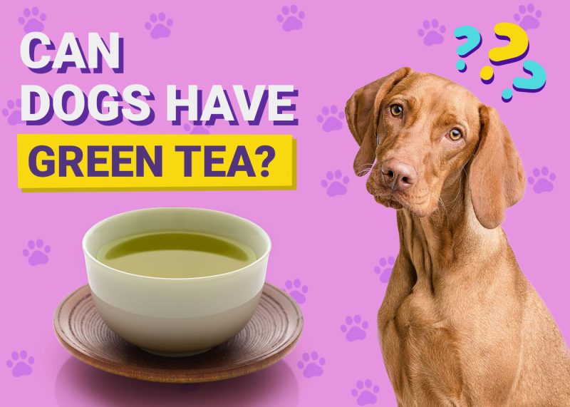 Can Dogs Eat Green Tea Extract?