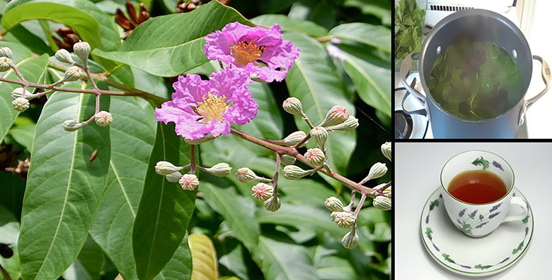 Does Banaba Leaf Extract Lower Blood Sugar To The Point of Hypoglycemia?