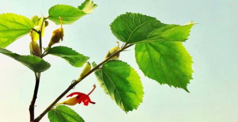 What Are The Benefits of Combining Vanadium, Purslane, Gymnema Sylvestre, And Banaba Leaf Extract?