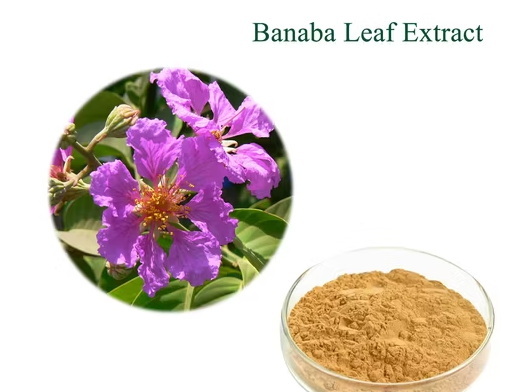 Can Banaba Leaf Extract Enhance The Efficacy of Dietary Supplements?