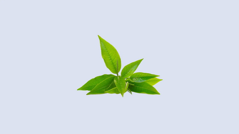 How Does Green Tea L-Theanine 60% Compare To Bacopa Monnieri for Brain Health?
