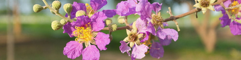 What Are The Best Ways To Use Banaba Leaf Extract in Functional Foods?