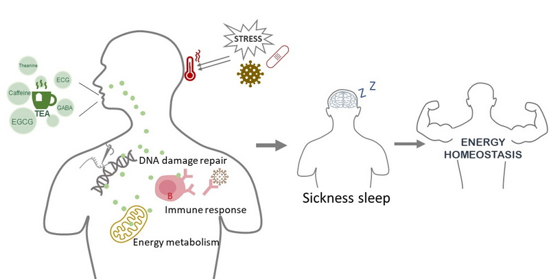 Will Green Tea Leaf Extract Affect Sleep?