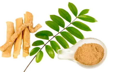 What Makes Top Tongkat Ali Extract Makers Stand Out From The Competition