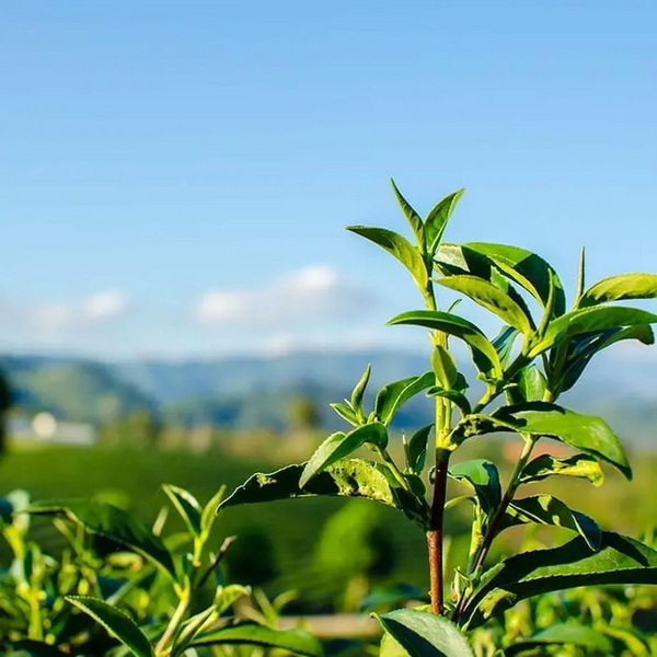 Green Tea