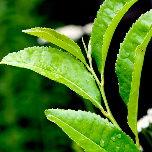 Top Green Tea Extracts Manufacturers and Suppliers in Quebec City