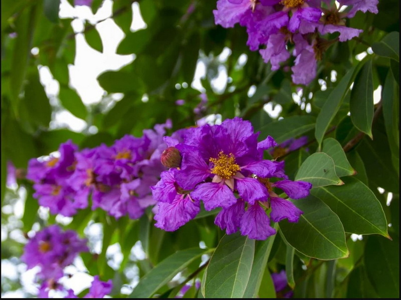 Is China Banaba Leaf Extract Safe and Effective