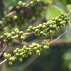 Green Coffee Bean Chlorogenic Acid