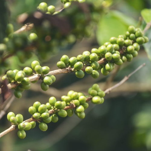 Green Coffee Bean Chlorogenic Acid