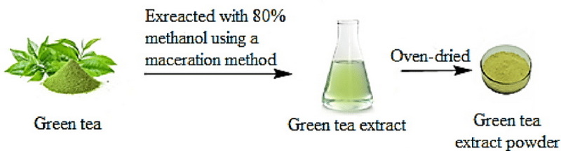 How To Make Extract of Green Tea?