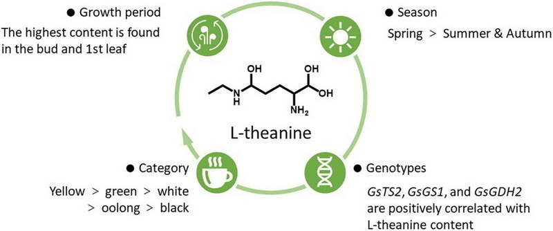  L Theanine in Green Tea Extract