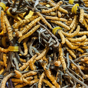 Cordyceps CS-4 Strain / Cordyceps Sinensis Mycelium CS-4