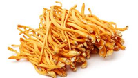 //imrorwxhlqrnlj5q.ldycdn.com/cloud/lpBpqKoiliSRokknjqoojq/Cordyceps-Extract.jpg
